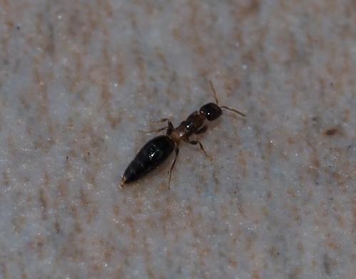 Réf. 226 465 : Sclerodermus sp.